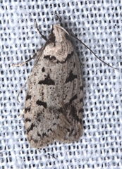 Scatochresis episema