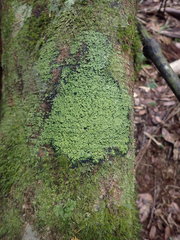 Psoromaria versicolor