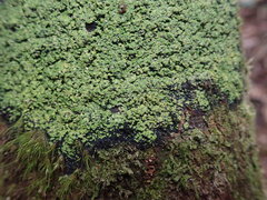 Psoromaria versicolor