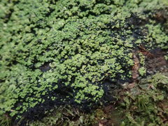 Psoromaria versicolor