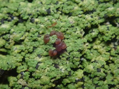 Psoromaria versicolor