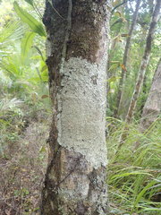 Pannaria allorhiza