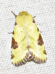 Heliothis flavirufa