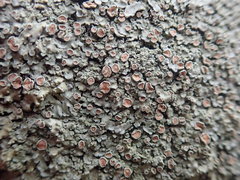 Pannaria allorhiza
