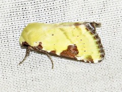 Heliothis flavirufa