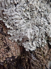 Pannaria allorhiza