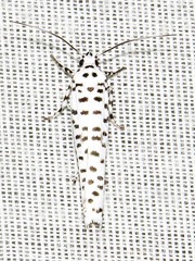 Yponomeuta strigillatus