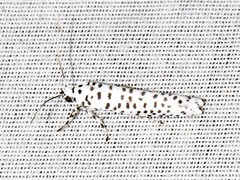 Yponomeuta strigillatus