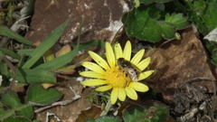 Eristalinus modestus