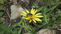 Eristalinus modestus