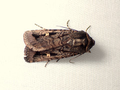Proteuxoa microspila