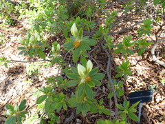 Rhododendron mucronatum