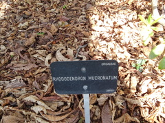 Rhododendron mucronatum