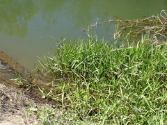 Hymenachne amplexicaulis