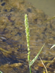 Hymenachne amplexicaulis