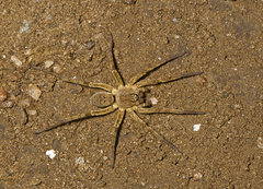 Portacosa