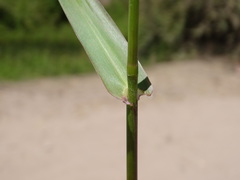 Hymenachne amplexicaulis