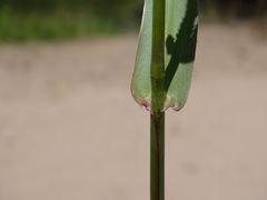 Hymenachne amplexicaulis