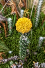 Lasiocephalus ovatus