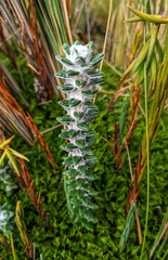 Lasiocephalus ovatus