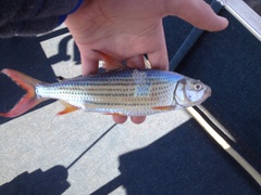 Hydrocynus vittatus