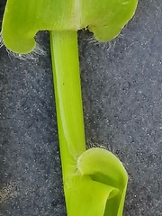 Hymenachne amplexicaulis