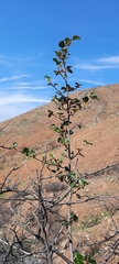 Fremontodendron mexicanum