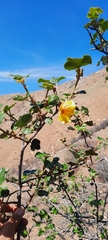 Fremontodendron mexicanum