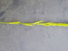 Hymenachne amplexicaulis