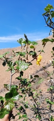 Fremontodendron mexicanum