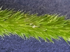 Hymenachne amplexicaulis