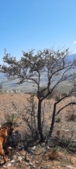 Fremontodendron mexicanum