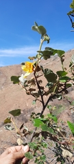 Fremontodendron mexicanum