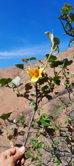 Fremontodendron mexicanum