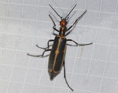 Pyrota obliquefascia