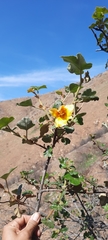 Fremontodendron mexicanum