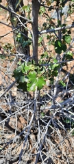 Fremontodendron mexicanum