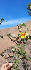 Fremontodendron mexicanum