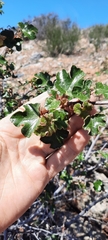Fremontodendron mexicanum