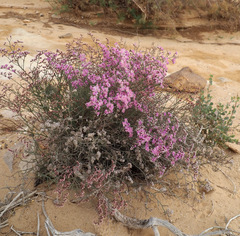 Limonium pruinosum