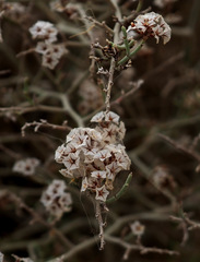 Limonium pruinosum