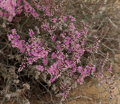 Limonium pruinosum