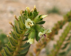 Hyoscyamus desertorum