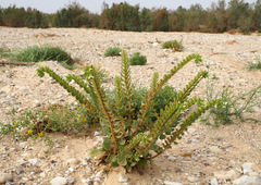 Hyoscyamus desertorum