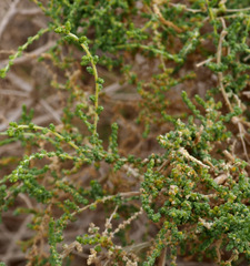 Caroxylon imbricatum