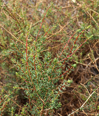 Suaeda fruticosa