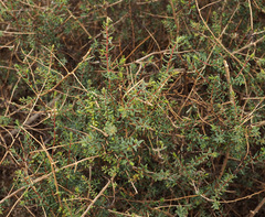 Suaeda fruticosa