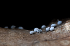 Didymium squamulosum