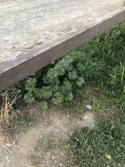Malva