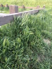 Hordeum